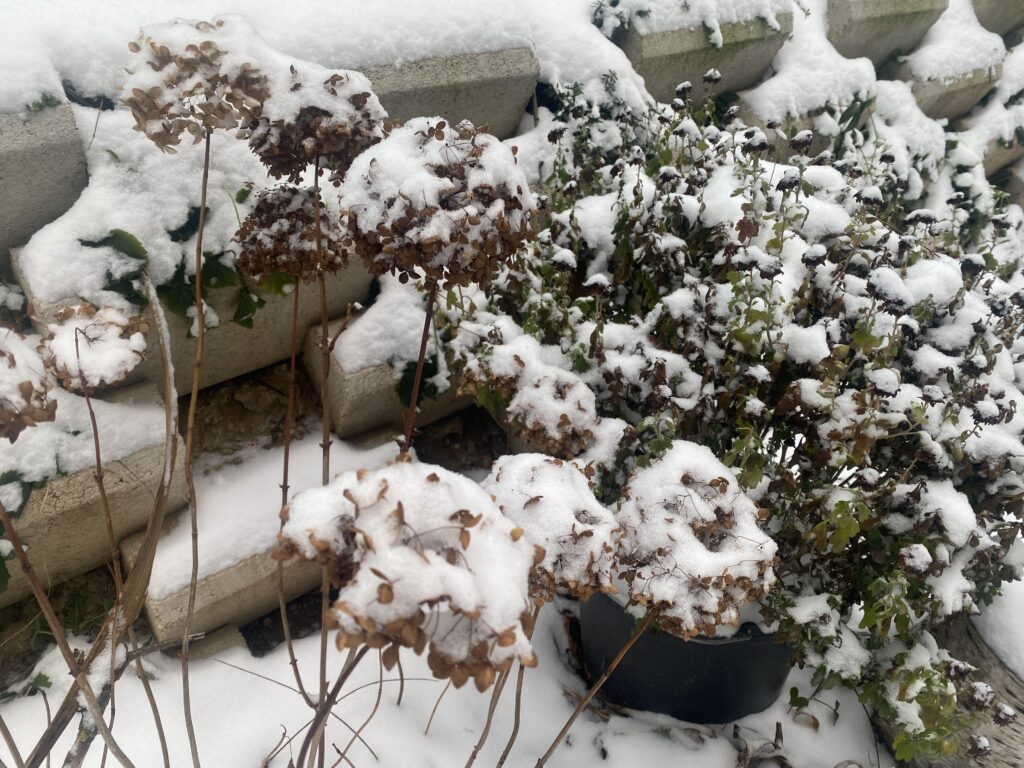 havas hortenzi a januárban